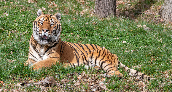 Amur tiger