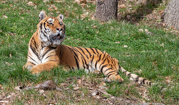 Amur tiger