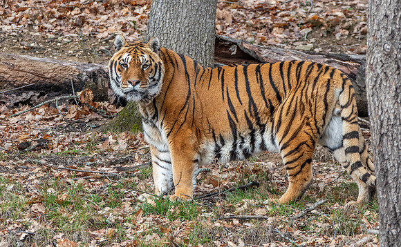 Amur tiger