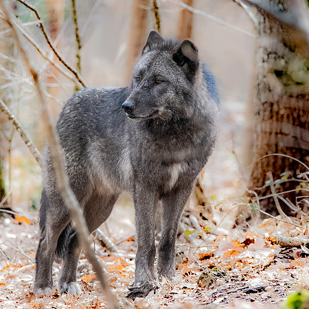 Arctic / Tundra wolf