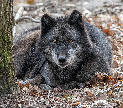 Arctic / Tundra wolf