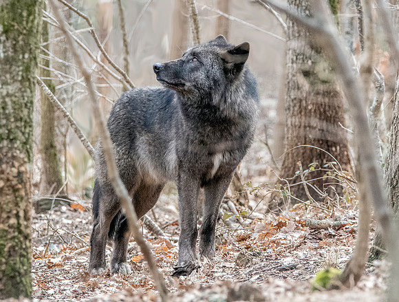 Arctic / Tundra wolf