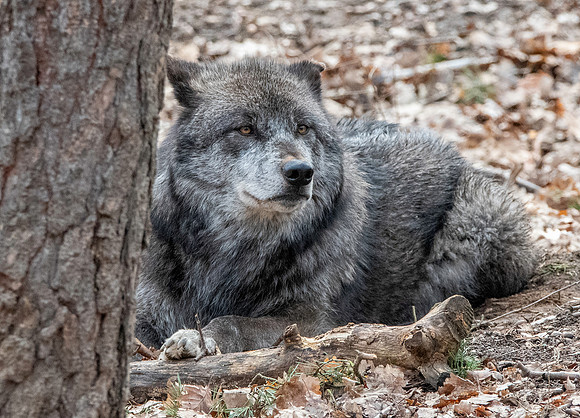 Arctic / Tundra wolf