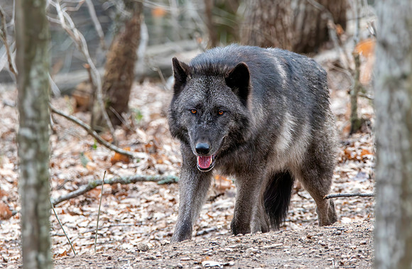 Arctic / Tundra wolf
