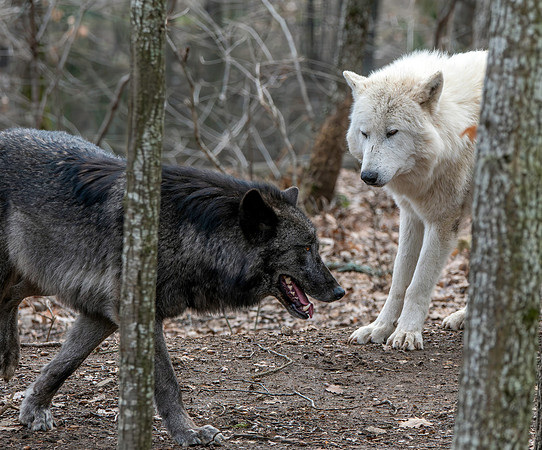 Arctic / Tundra wolf