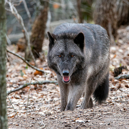 Arctic / Tundra wolf