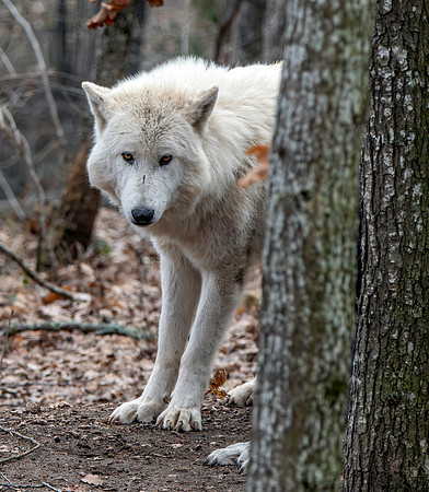 Arctic / Tundra wolf