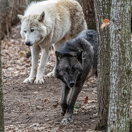 Arctic / Tundra wolf