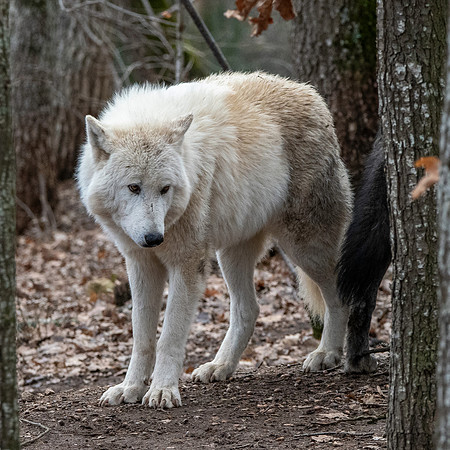 Arctic / Tundra wolf