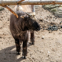 Bhutan Takin