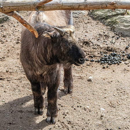 Bhutan Takin