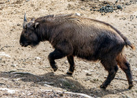 Bhutan Takin