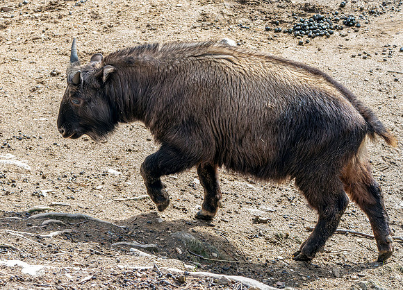 Bhutan Takin