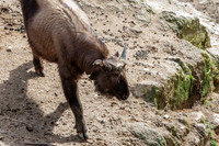 Bhutan Takin