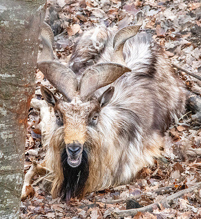 Bukharan markhor