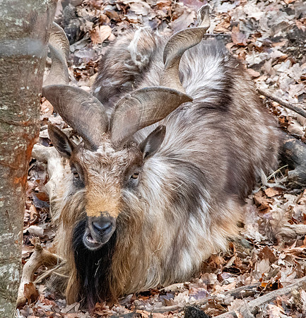 Bukharan markhor