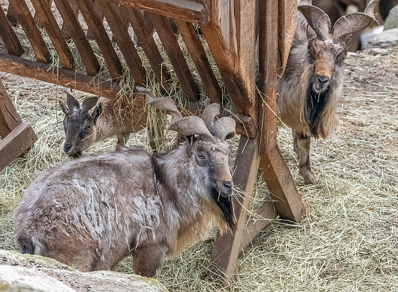 Bukharan markhor