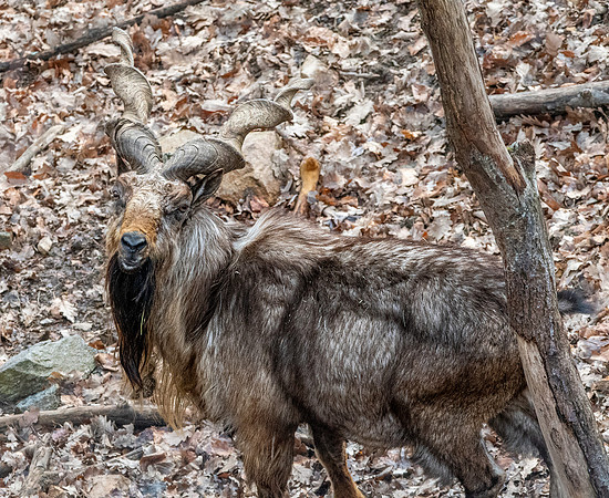 Bukharan markhor