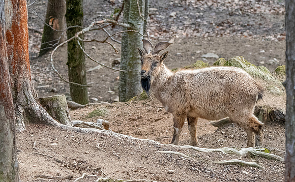 Bukharan markhor