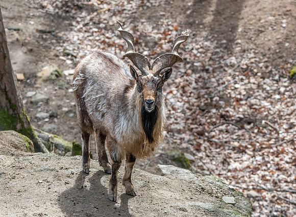 Bukharan markhor