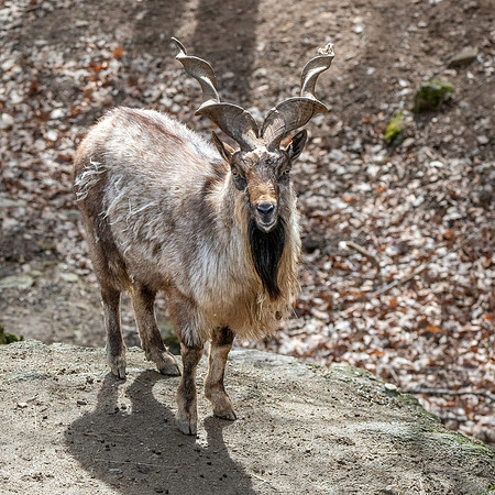 Bukharan markhor
