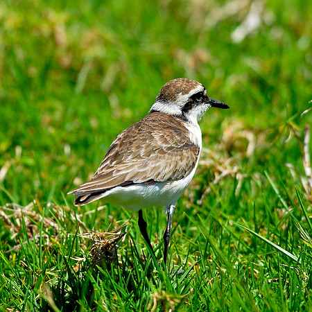 Wirebird