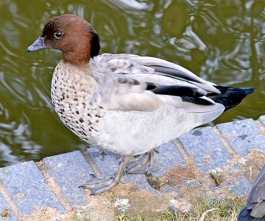 Australian wood duck, male