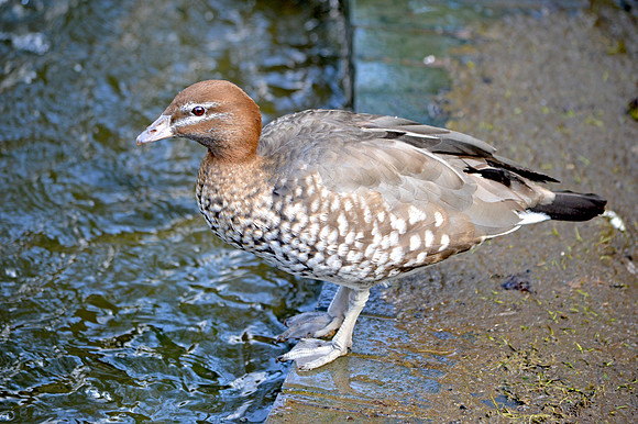 Australian wood duck, female