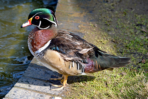 Wood duck, male