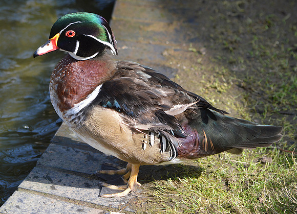 Wood duck, male