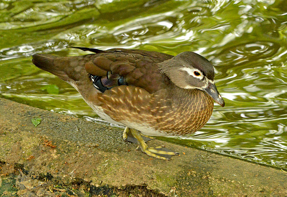 Wood duck, female
