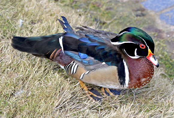 Wood duck, male