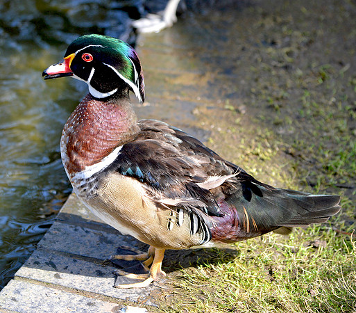 Wood duck, male