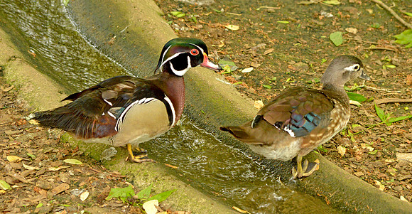 Wood ducks, male and female
