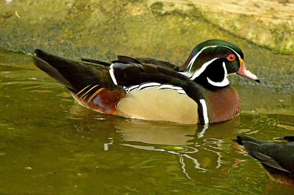 Wood duck, male