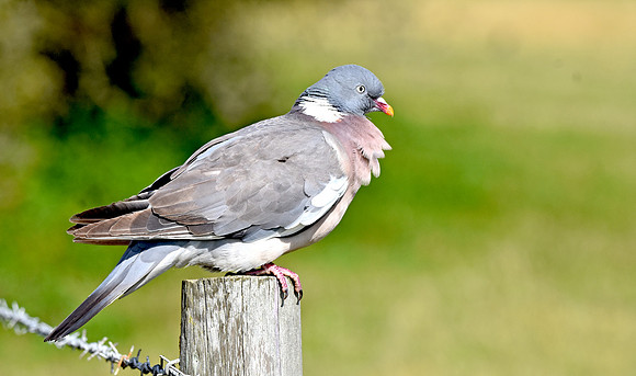Wood pigeon
