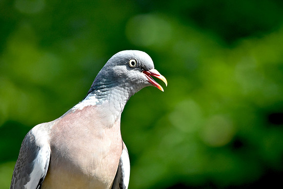 Wood pigeon