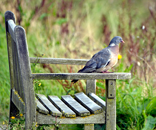 Wood pigeon