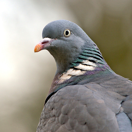 Wood pigeon