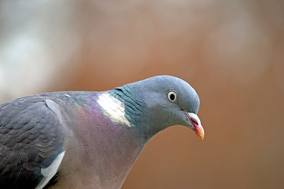 Wood pigeon