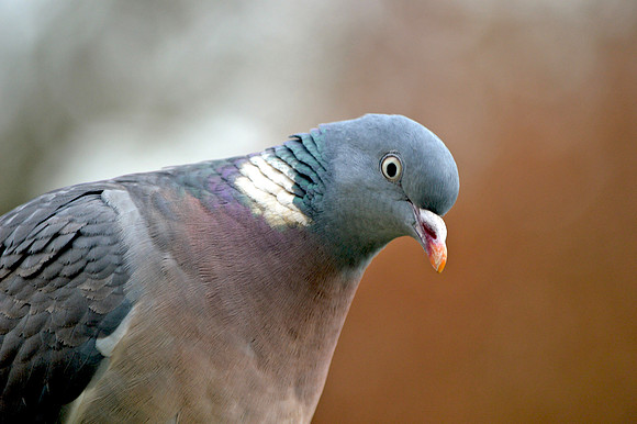 Wood pigeon
