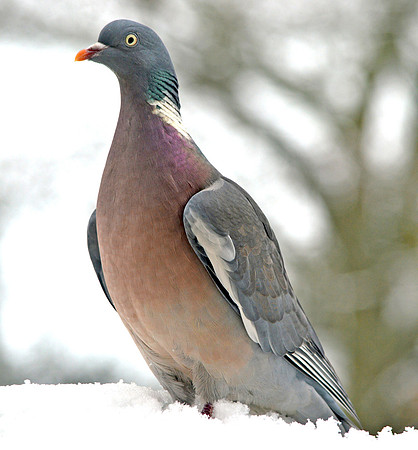 Wood pigeon
