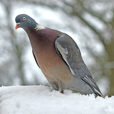 Wood pigeon