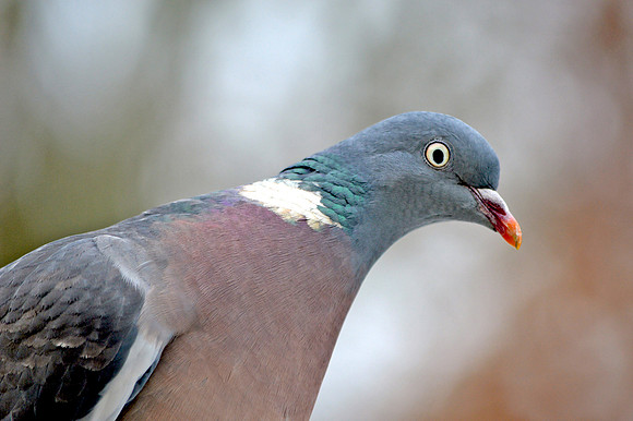 Wood pigeon