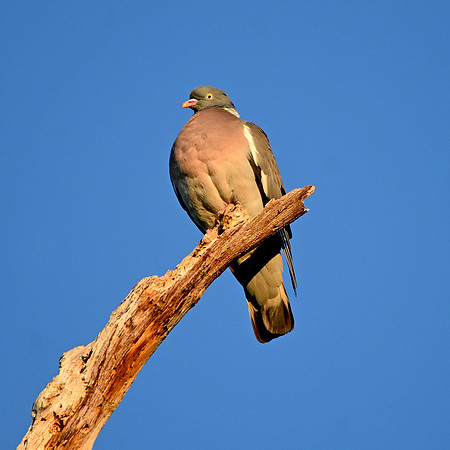 Wood pigeon
