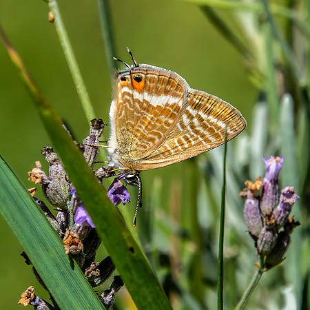 Long tailed blue