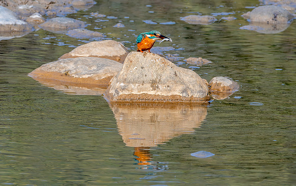 Little Indian Kingfisher