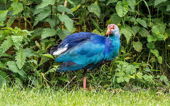 Purple gallinule