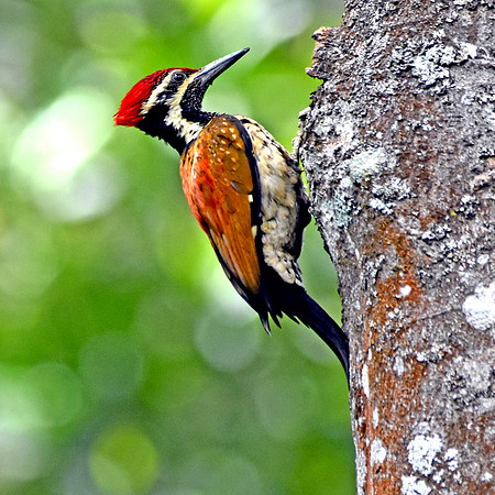 Black rumped flameback woodpecker