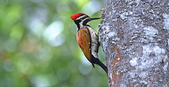 Black rumped flameback woodpecker
